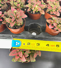 Image result for Hypoestes cancellata