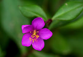 Image result for Talinum portulacifolium