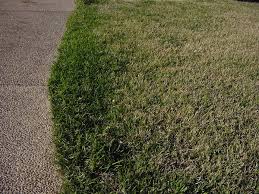 If the soil remains warmer than 60 degrees all year, the grass will stay green. Plantanswers Plant Answers Diagnoses Of Turfgrass Winter Injury Kill