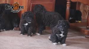 From there you can see photos of their pups, find detailed. Havanese Puppies Youtube