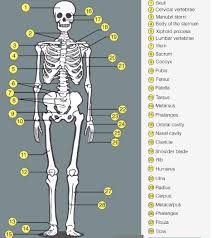 Draw and label a longitudinal section of a long bone. Human Skeletal System