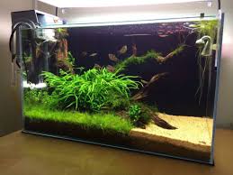 Simon S Aquascape Blog Small Aquascape Planted Aquarium With Chocolate Gurami Nano Fish Nature Aquarium Fresh Water Fish Tank Aquarium Fish Tank
