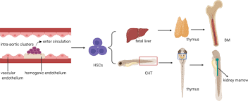 Apr 16, 2002 · stem cell answer: Biomechanical Cues As Master Regulators Of Hematopoietic Stem Cell Fate Springerlink