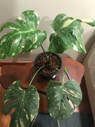 Based on the property criteria, you might be interested on the following Monstera Thai Constellation Nett Home Furniture Gardening On Carousell