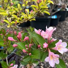 Image result for Weigela