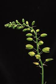 Image result for Emilia abyssinica