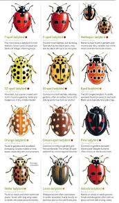 Description:lady bug pest control specialists currently employees 3 people. Ladybird Bbc Wildlife Homesfornature Ladybird Bugs And Insects Ladybug Larvae