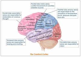The Cerebral Cortex In 2020 Central Nervous System Cerebral Cortex Skeletal Muscle
