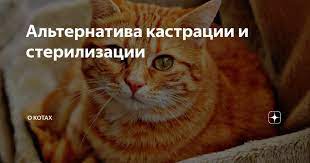 alternativa kastracii i sterilizacii kot zhivotnye