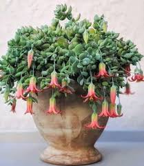 Cotyledon Pendens Cliff Cotyledon World Of Succulents In 2020 Plants Succulent Gardening Succulents