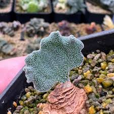 Image result for Eriospermum