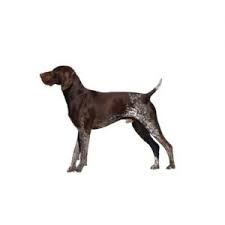 Looking for a german shorthaired pointer puppy for sale? German Shorthaired Pointer Puppies Petland Iowa City