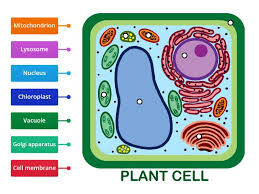 Maybe you would like to learn more about one of these? Parts Of A Plant Cell Labelled Diagram