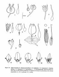 Image result for Canscora diffusa