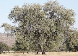 Image result for Combretum imberbe