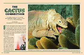 Plus, its leaves (the cactus pads) and fruits. The Cactus Connection