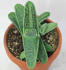 Las gasterias se mezclan fácilmente con los aloes (de donde se obtienen los gasteraloes híbridos). Gasteria Little Warty