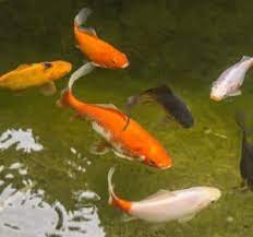 Actually, goldfish live well in a pond as they get a natural habitat in a pond with plenty of space to swim and grow. How Long Do Goldfish Live Lifespan Of Goldfish Pond Informer