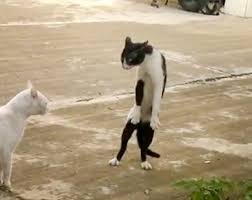 Because of that, if the felines have to get up on their hind legs for prolonged periods then. Viral Video Of The Day Crazy Cat Stands Upright In Cobra Pose Syracuse Com