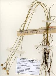 Image result for Ascolepis capensis