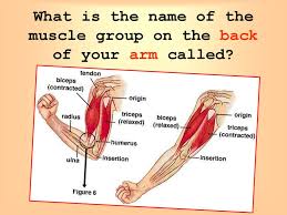 Back pain is one of the most common kinds of pain for adults, and muscle strains. Muscles And Bones Ppt Download