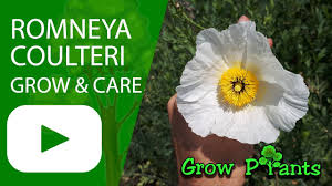 Exploring jewish food on pinterest. Romneya Coulteri Grow Care California Tree Poppy Youtube