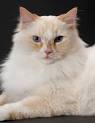 RagaMuffin Kittens Breeders for Sale - RagaMuffin Cat World