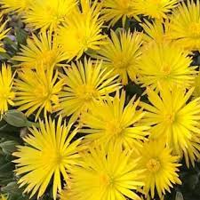 Image result for Hereroa glenensis