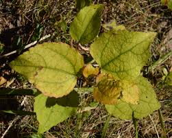 File:A young Aspen root sprout - Oslo, Norway 2020-08-30 (05).jpg -  Wikimedia Commons