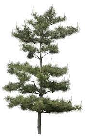 Image Du Blog Virtuellife Centerblog Net Tree Photoshop Garden Illustration Landscaping Trees