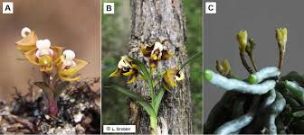 Image result for Polystachya campyloglossa