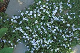 We did not find results for: Plants For Pathways Finegardening