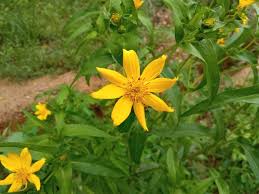 Image result for Guizotia