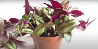 Image result for Tradescantia zebrina