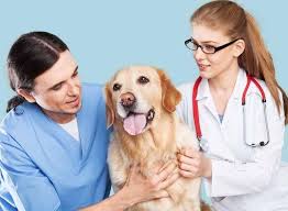 Food eggs gifts pets pet items strollers toys vehicles. Top 20 Veterinarians In Greater Noida Delhi Best Veterinary Doctors Book Appointment Online Justdial