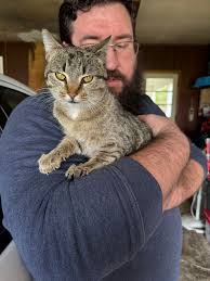 Heeler Rott Shepherd mix puppy for adoption