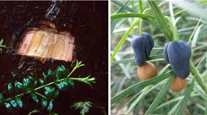 Image result for Afrobrunnichia erecta