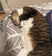 Image result for tbn:XlKqJDikDsTDFM::i132.photobucket.com/albums/q36/queen-elarab/cats/22.jpg