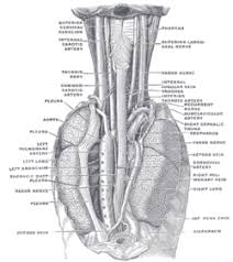 Blood vessels labeled simple : Azygos Vein Wikipedia