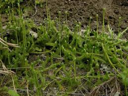 Kibrit Otu Kullanimi Ve Faydalari Ot Gen Tr Otlar Sifali Otlar Bitki