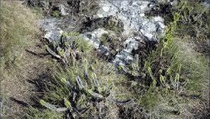 Image result for Plectranthus mandalensis