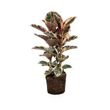 Image result for Ficus elastica