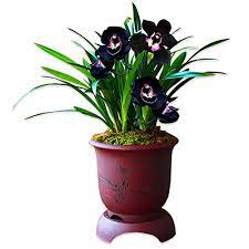 We meet on the first tuesday of each month. Pre Sale Color Orchids Live Orchid Plant Flowers For Window Yard Garden Black Pearl 1 Plant Shipped Without Flowers Buy Online In Bosnia And Herzegovina At Desertcart 182709841