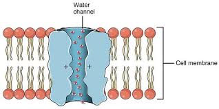 Cytolysis Facilitated Diffusion Structural Biology New Pins