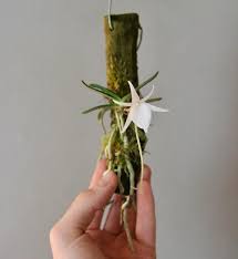 Image result for Aerangis alcicornis