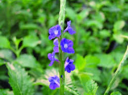 Image result for Stachytarpheta urticifolia