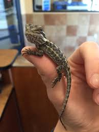 (11 days ago) your bearded dragon thrives when humidity is between 20% and 30%. Petsmart Hanover Ma On Twitter Meet Our New Friends Stop By Ask Our Pet Care Associates How You Can Take Home One Of These Baby Bearded Dragons Https T Co Tbqvajdjch
