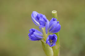 Image result for Monochoria africana