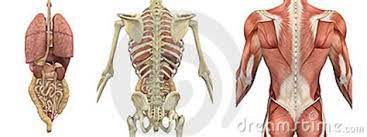See medical drawing examples and more. Anatomy Overlay Chart Excellent Map Of How The Spine Body Overlays The Hand In Anatomy Charts Are Visual Depictions Of The Human Body Katalog Busana Muslim