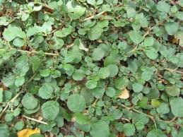 Image result for Trianthema portulacastrum